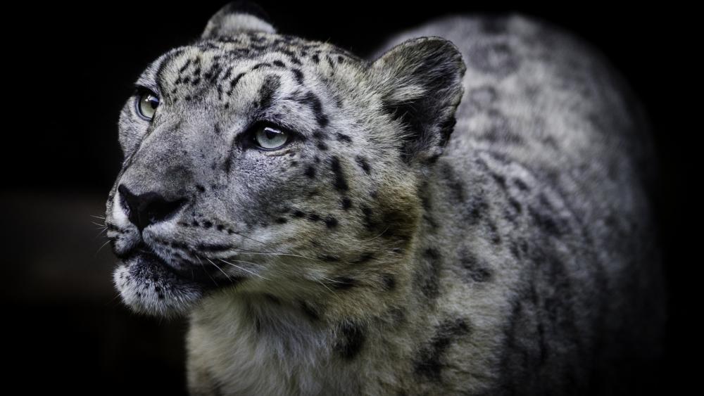 Wallpaper from animals category