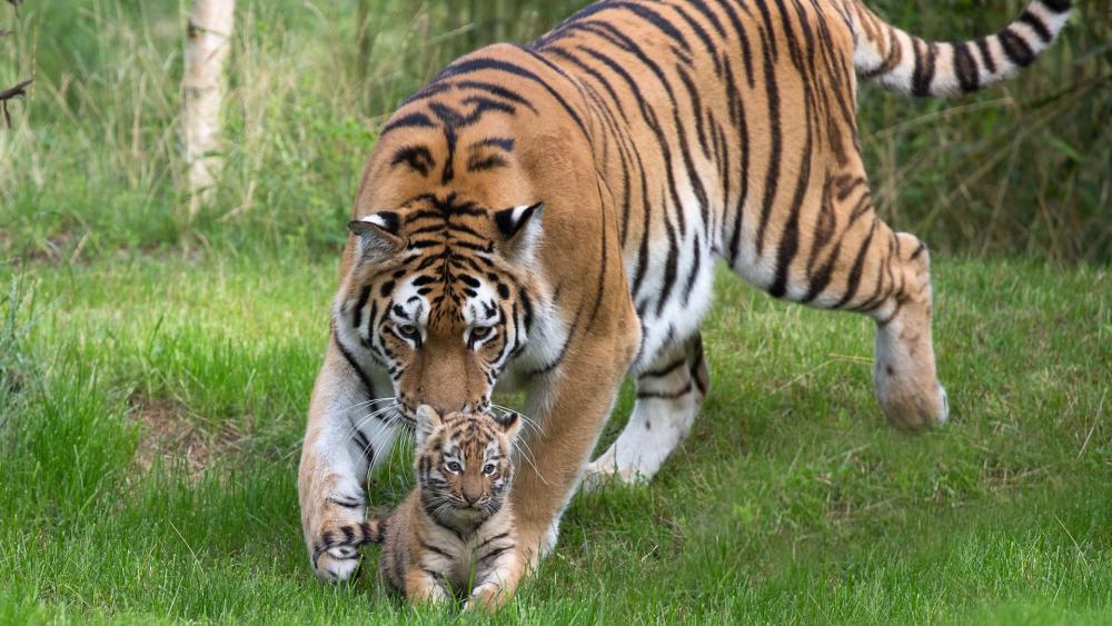 Majestic Tigers in Nature's Embrace wallpaper