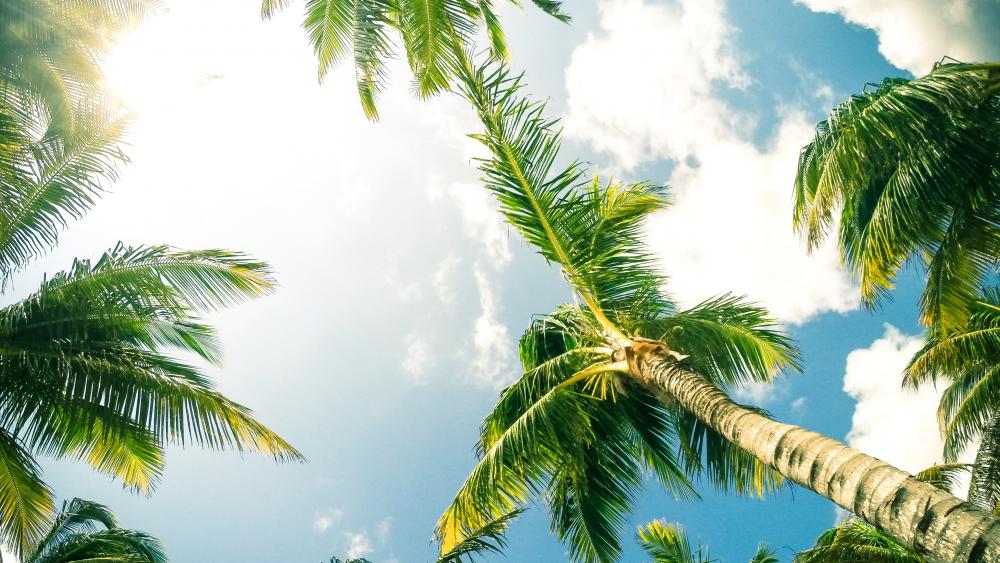 Tropical Palm Canopy Against Sunny Sky wallpaper