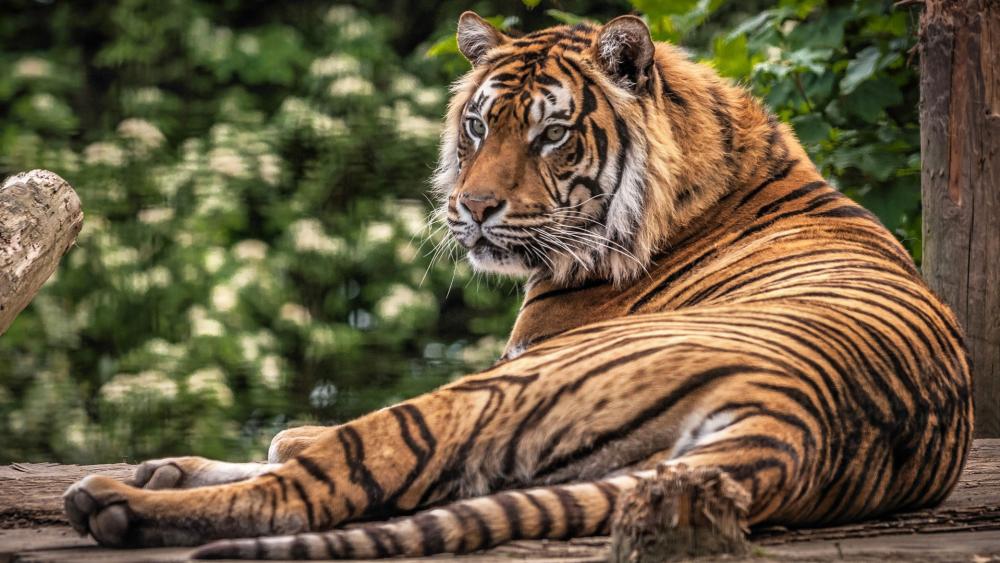 Majestic Tiger in Serene Forest Setting wallpaper