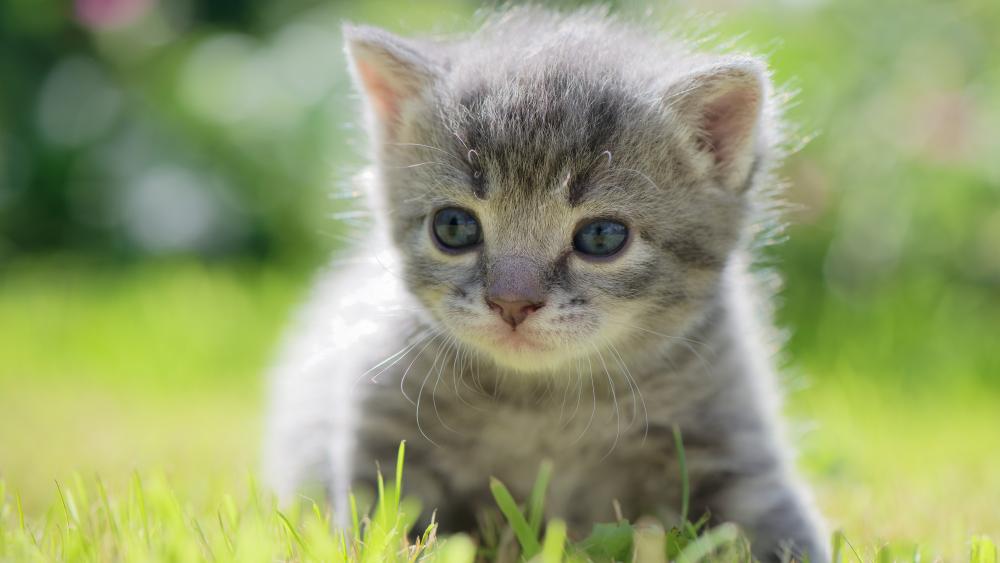 Wallpaper from animals category