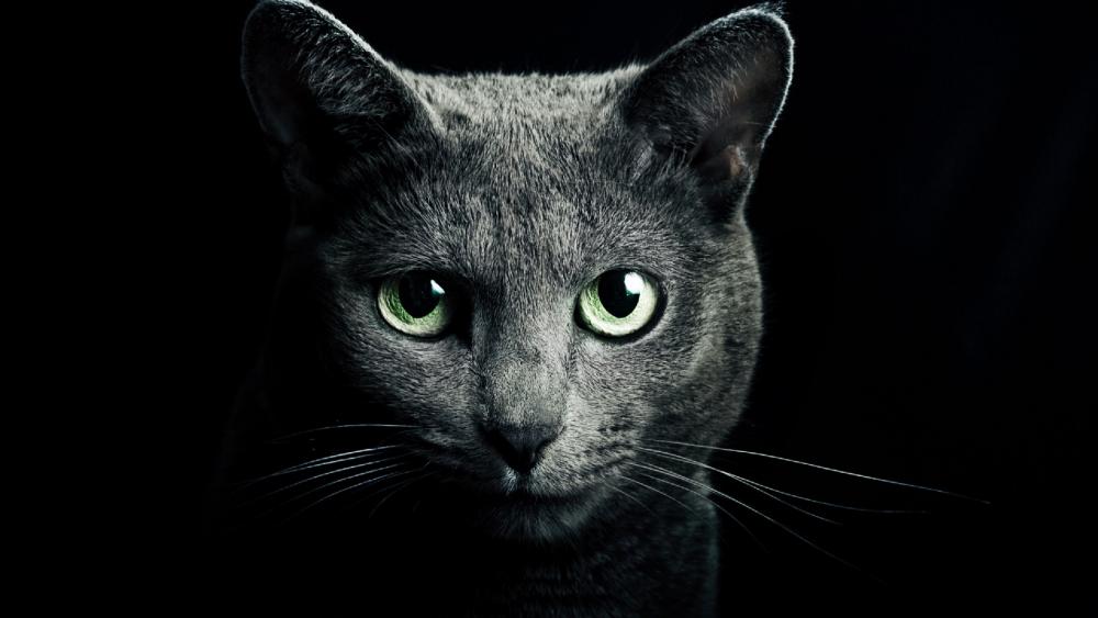 Wallpaper from animals category