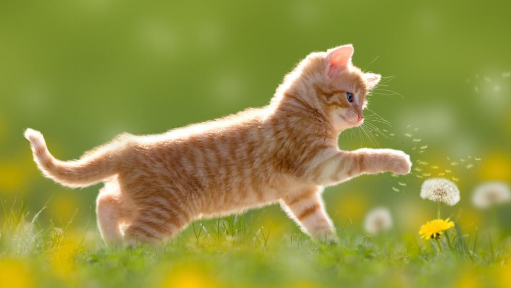 Playful Kitten in a Flower Field wallpaper