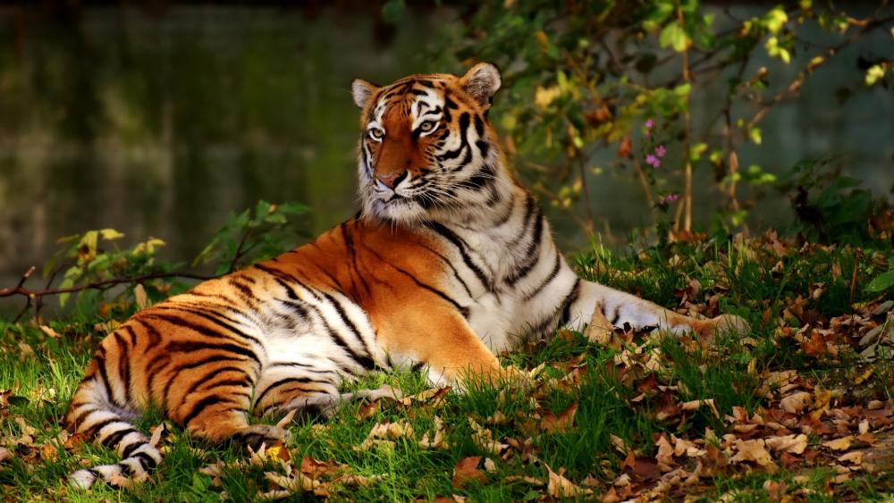 Majestic Tiger Relaxing in Nature wallpaper