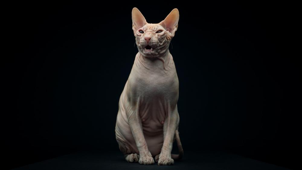 Wallpaper from animals category