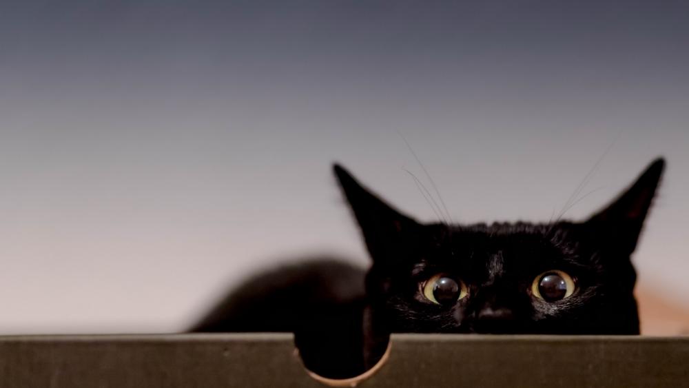 Curious Cat Peeking Wallpaper wallpaper