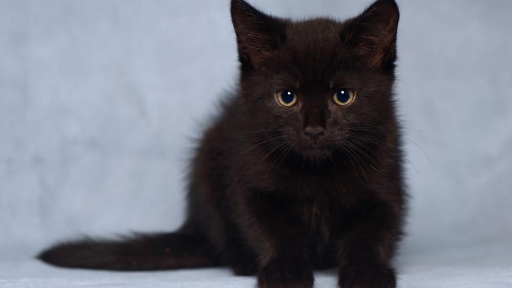 Little Black Cat with Enchanting Eyes wallpaper