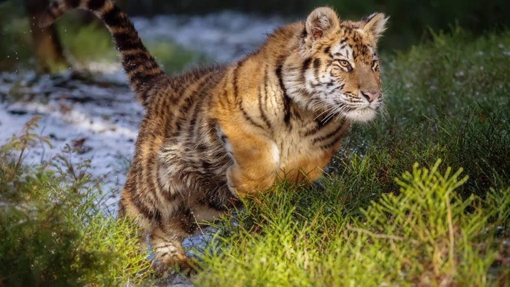 Majestic Tiger Roaming in Nature wallpaper