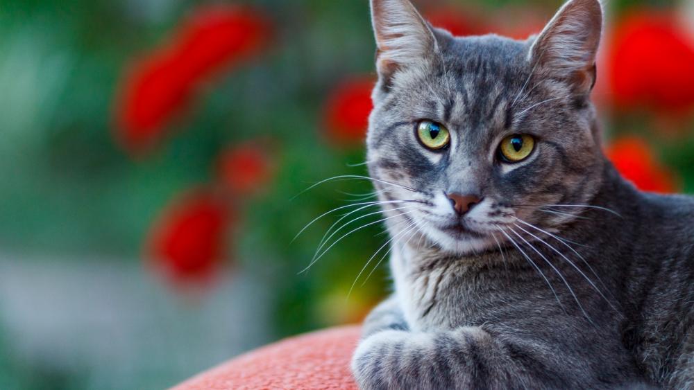 Wallpaper from animals category