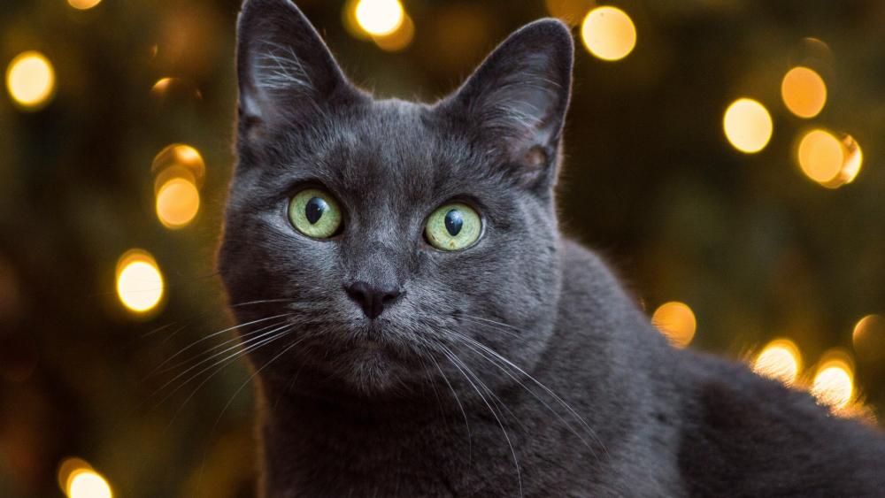 Charming Gray Cat with Stunning Green Eyes wallpaper