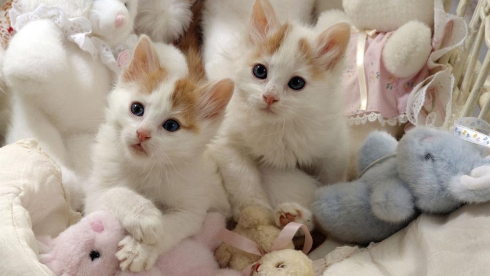 Adorable Kittens Surrounded by Plush Toys wallpaper