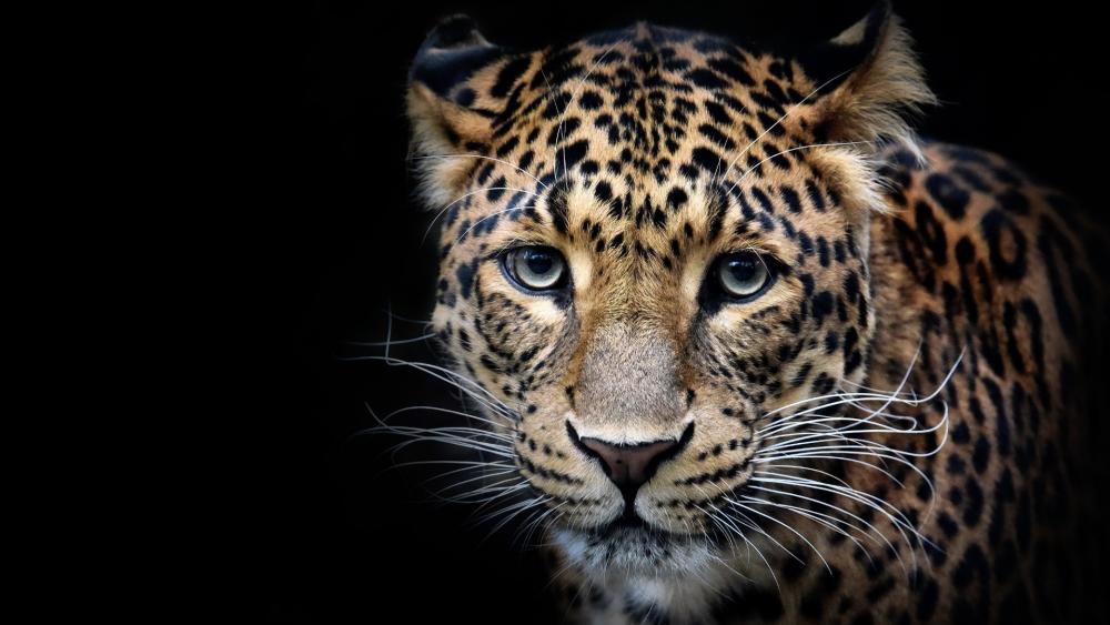 Majestic Leopard in the Shadows wallpaper
