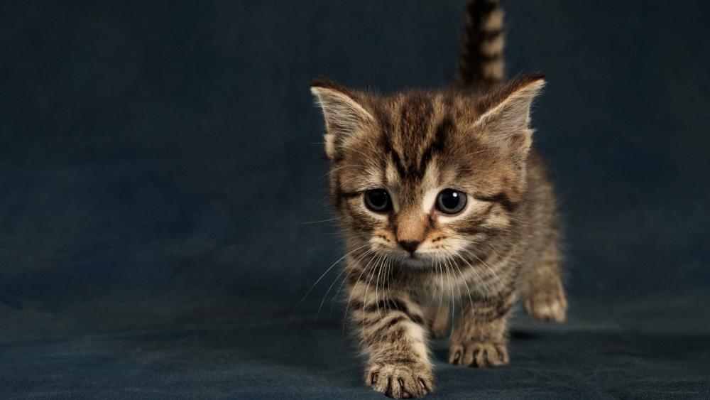 Adorable Kitten Exploring Its Surroundings wallpaper