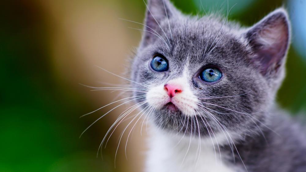 Innocent Gaze of a Blue-Eyed Kitten wallpaper