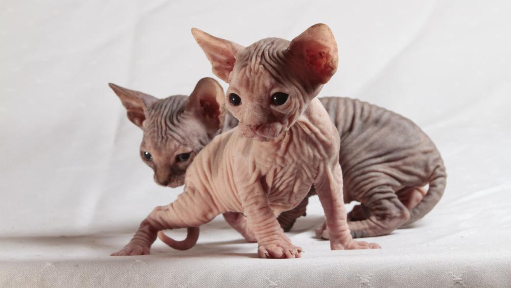 Sphynx kittens wallpaper