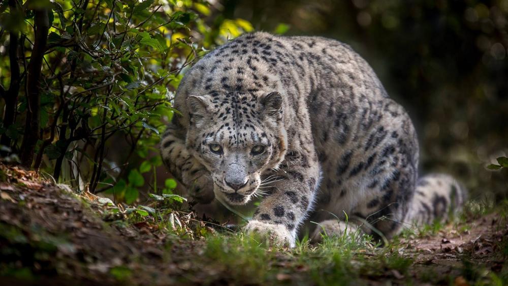 Majestic Snow Leopard in the Wild wallpaper