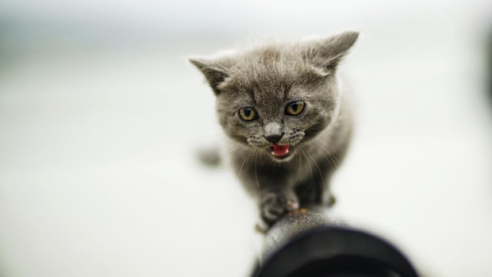 Wallpaper from animals category