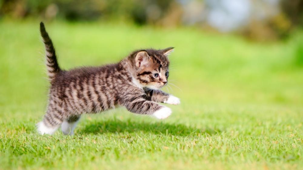 Playful Kitten in Green Grass wallpaper