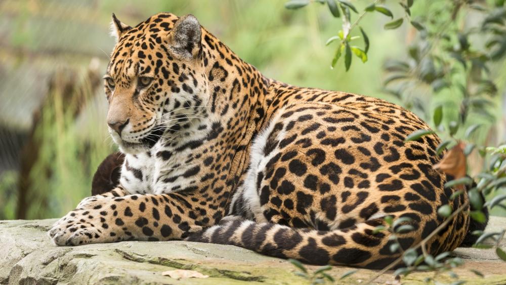 Wallpaper from animals category
