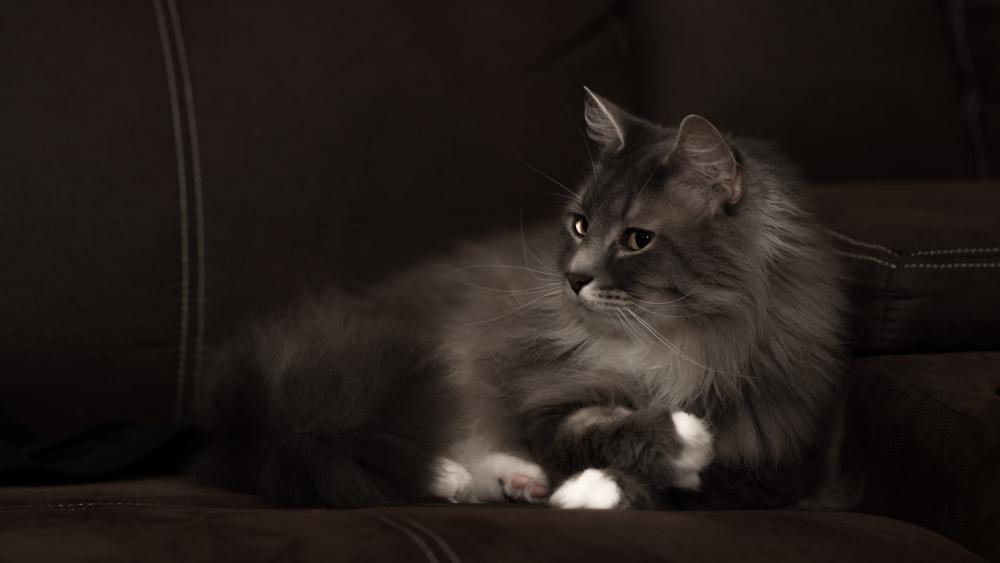 Majestic Cat Relaxing on a Couch wallpaper