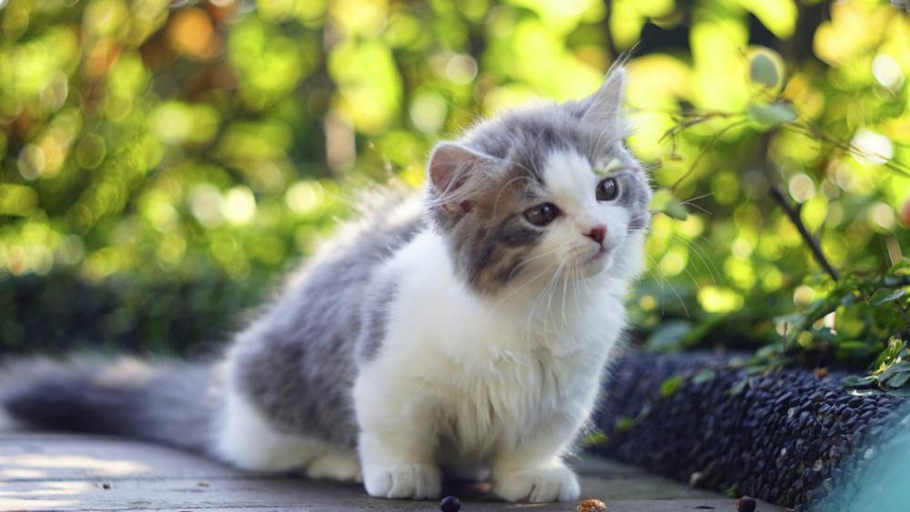 Wallpaper from animals category