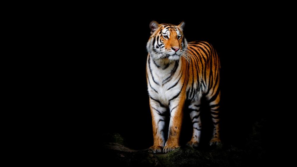 Majestic Tiger in Shadows wallpaper