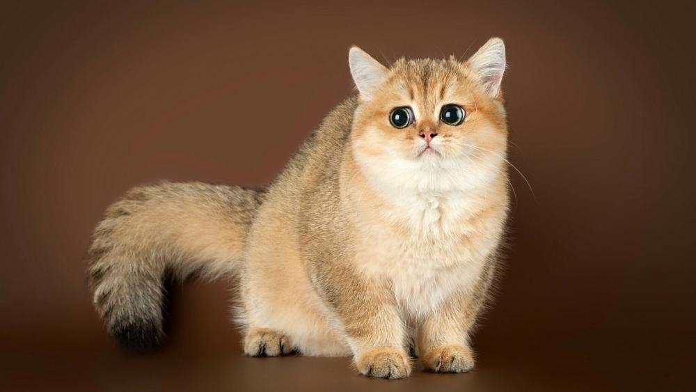 Adorable Cat with Big Eyes Sitting Gracefully wallpaper