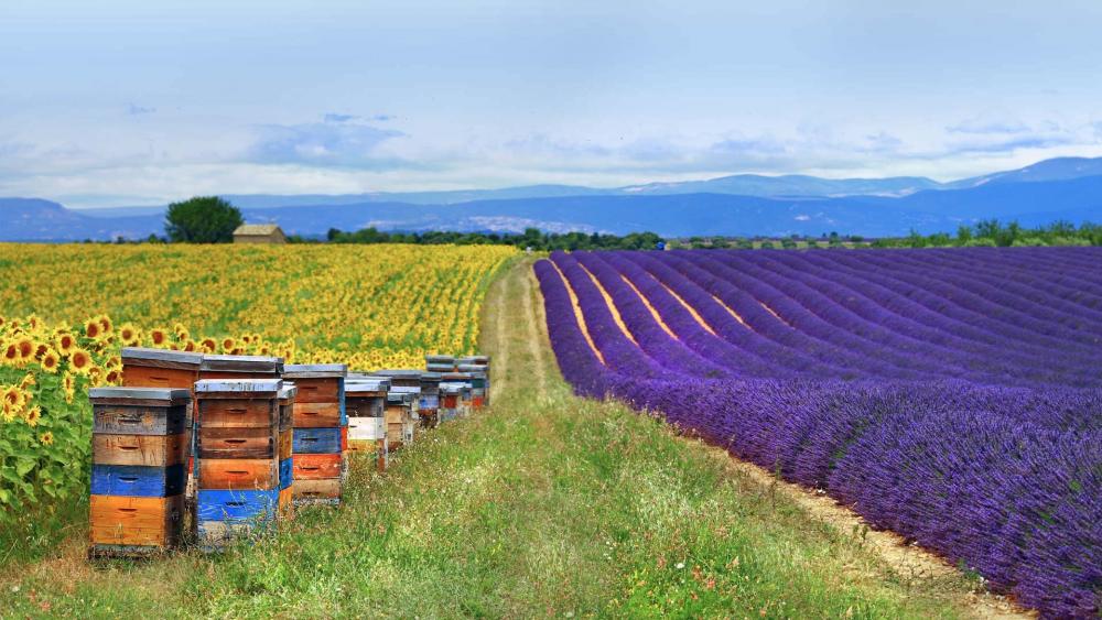Bee farm in lavender field wallpaper