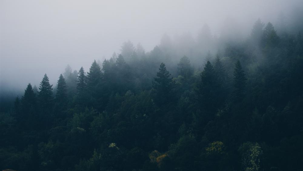 Misty Forest wallpaper