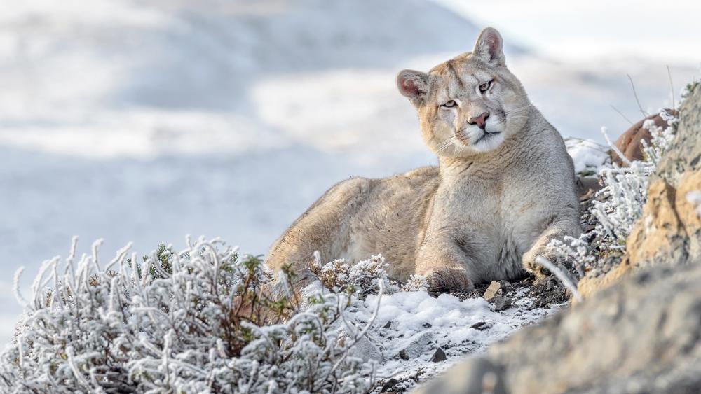 Wallpaper from animals category