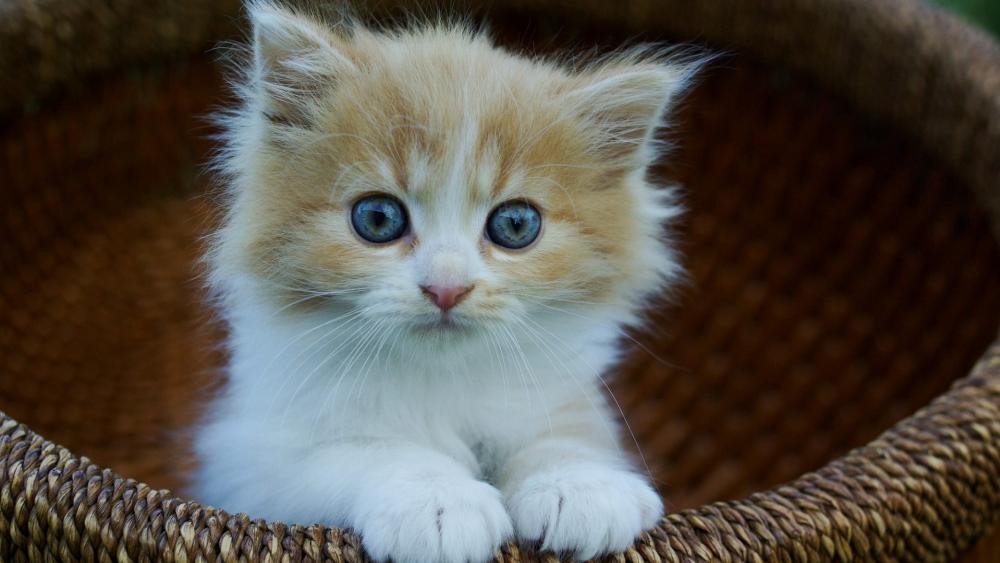 Adorable Kitten in a Basket wallpaper