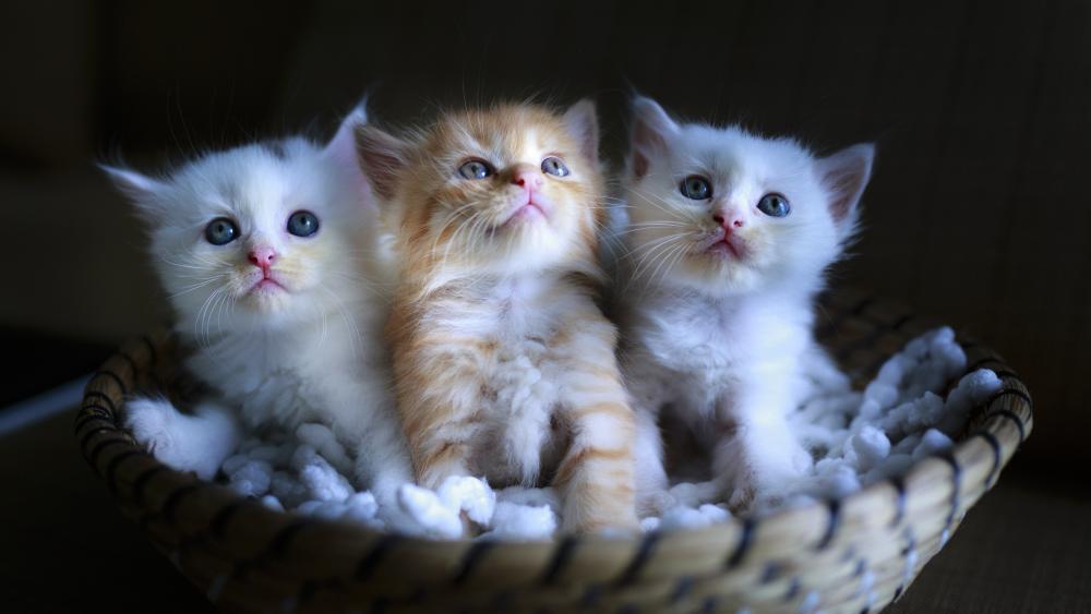 Adorable Kittens in a Cozy Basket wallpaper