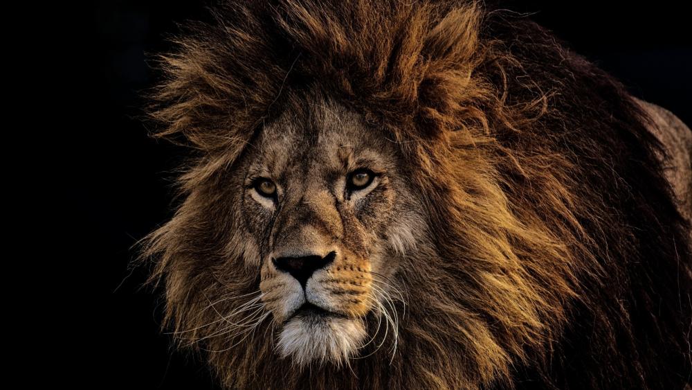 Majestic Lion Staring Intently wallpaper