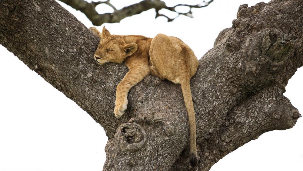 Wallpaper from animals category