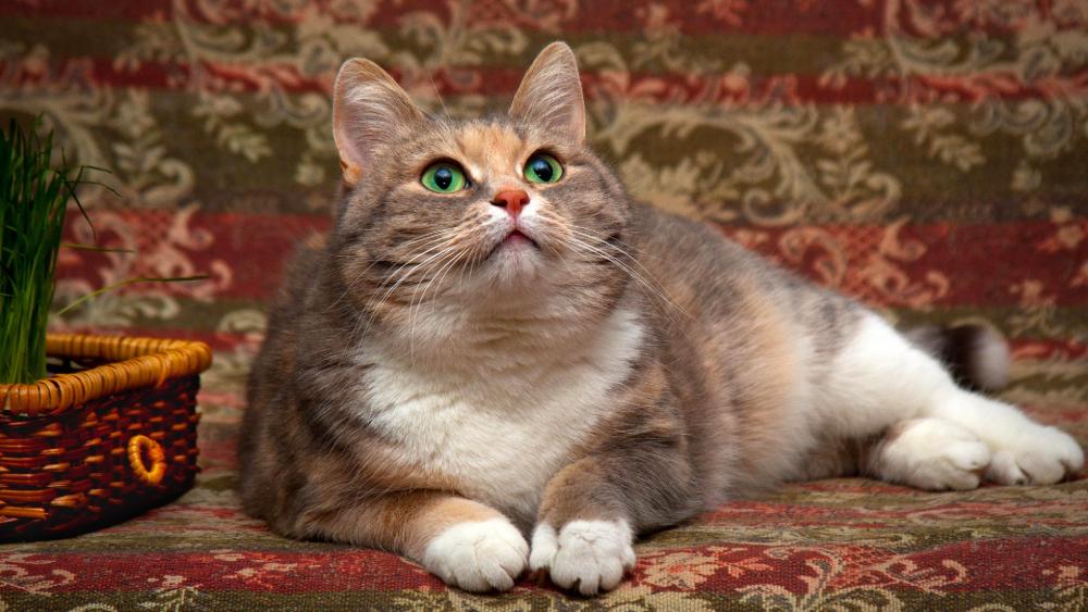 Wallpaper from animals category