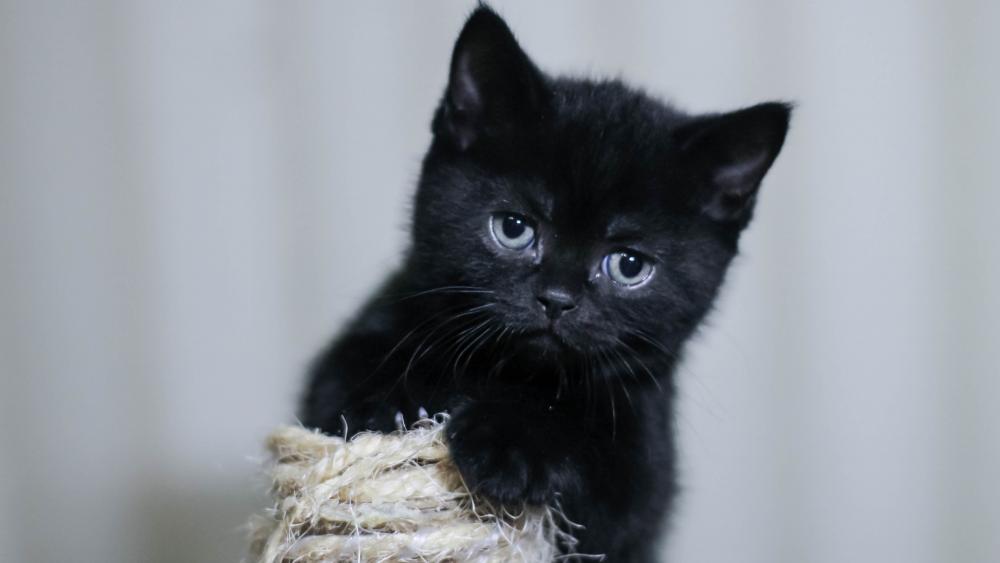 Adorable Black Kitten Sitting Playfully wallpaper