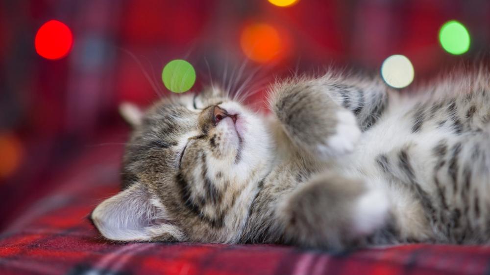 Cute Sleeping Kitten Surrounded by Lights wallpaper