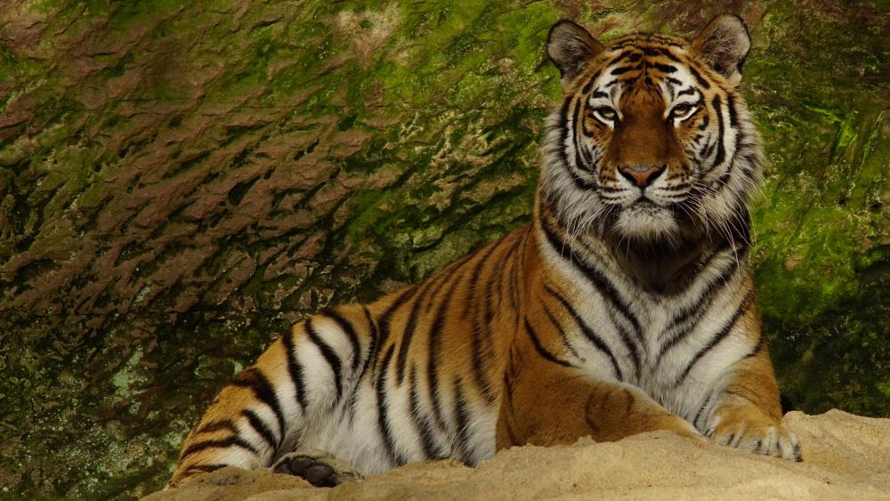 Majestic Tiger Relaxing in Nature wallpaper