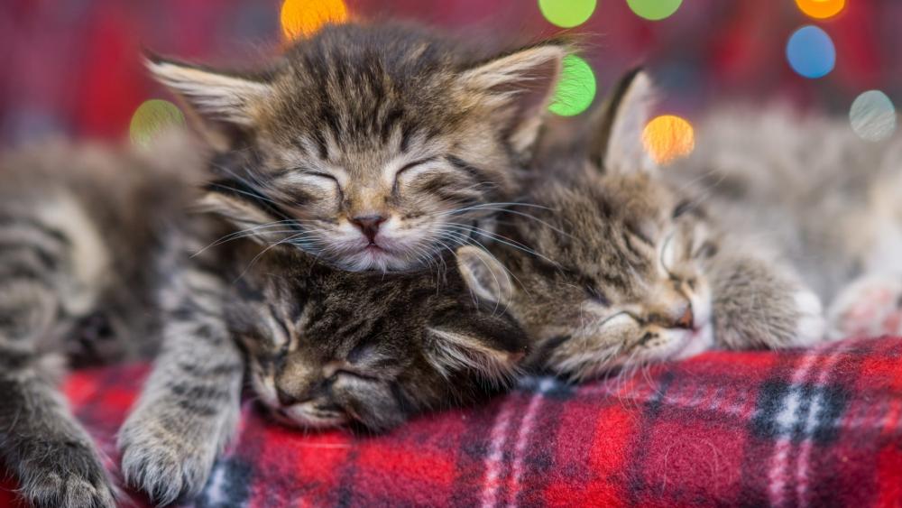 Wallpaper from animals category