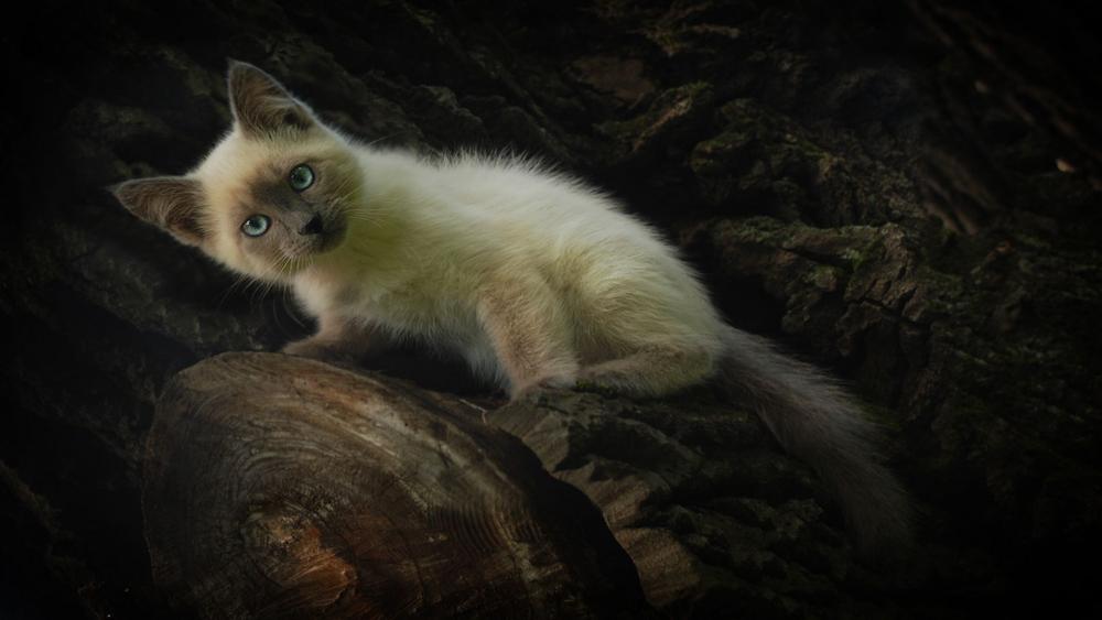 Curious Kitten Amidst Nature's Splendor wallpaper