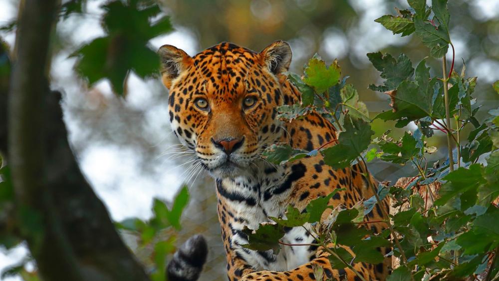 Majestic Jaguar Among the Leaves wallpaper