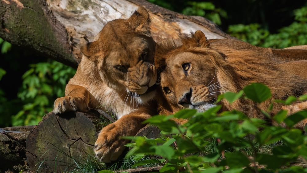Wallpaper from animals category