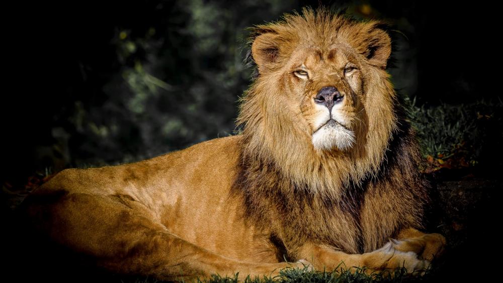Majestic Lion Resting in Nature's Embrace wallpaper
