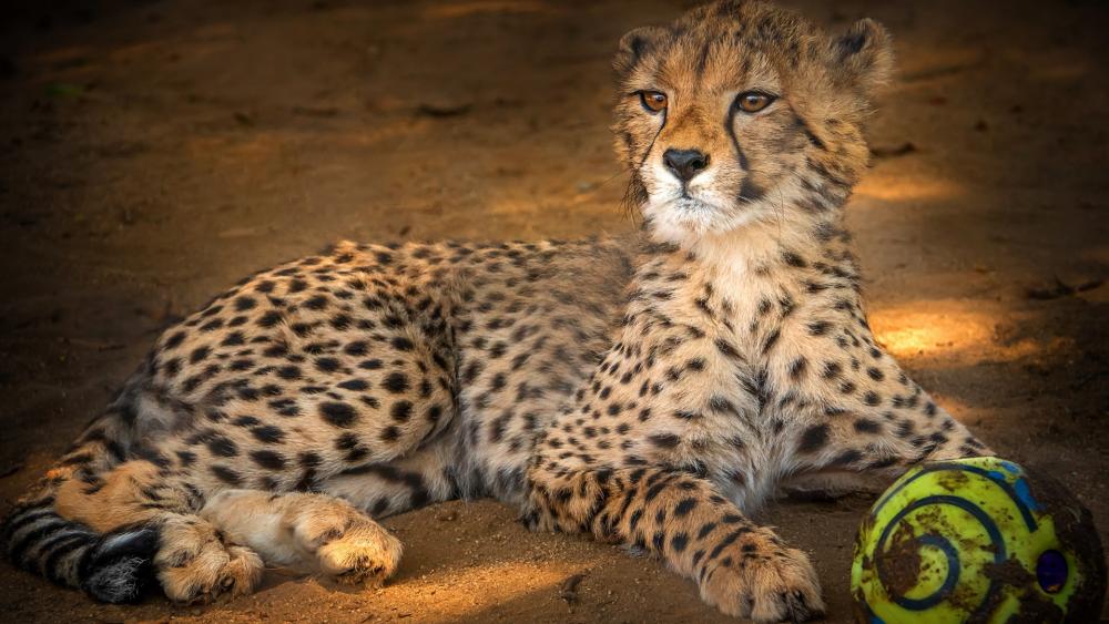 Wallpaper from animals category
