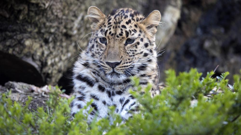 Wallpaper from animals category
