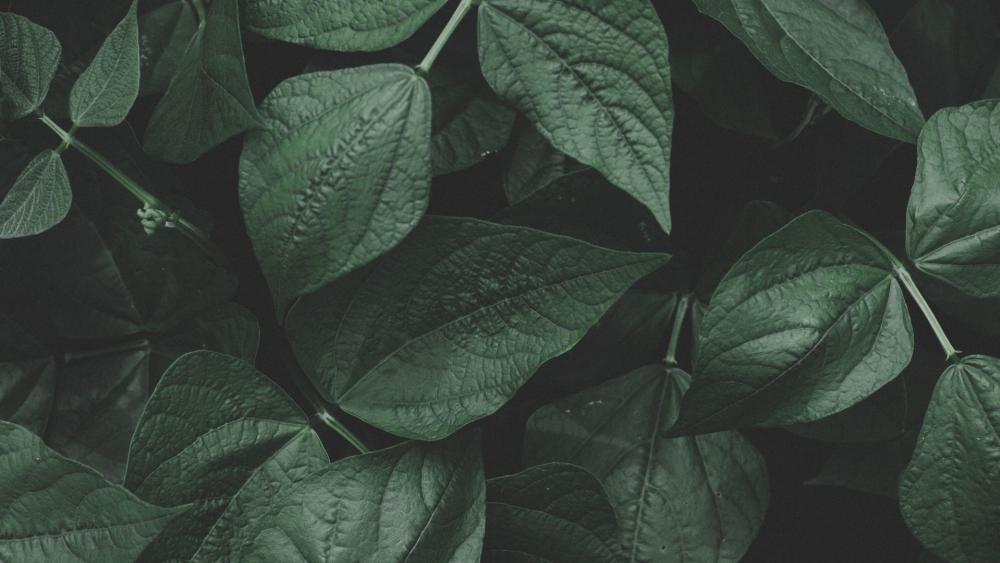 Plants wallpaper