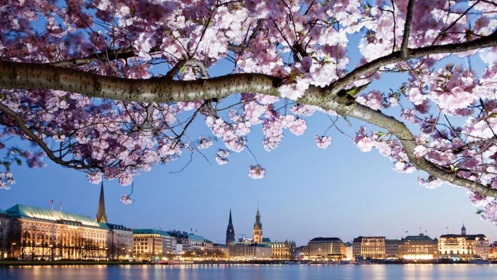 Hamburg cherry blossom festival wallpaper