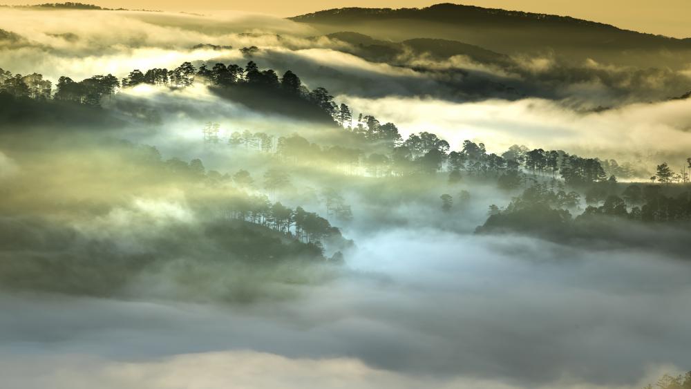 Vietnam jungle morning fog wallpaper