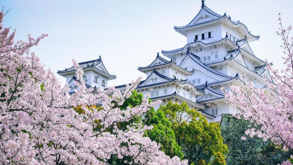 Himeji Castle at sakura blossom wallpaper