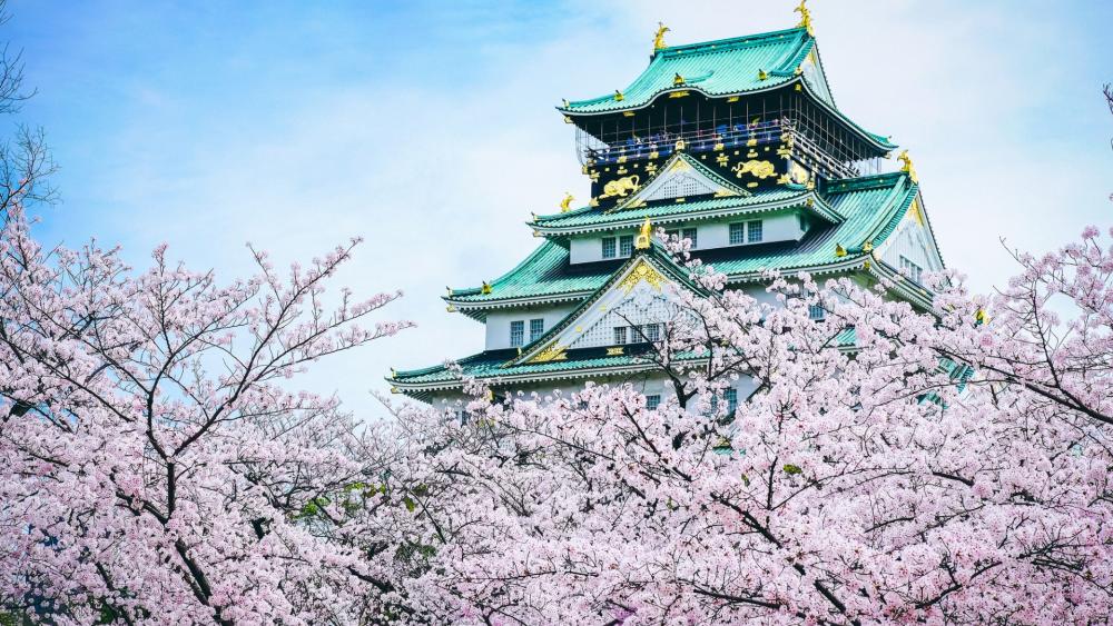 Osaka Castle at sakura blossom wallpaper